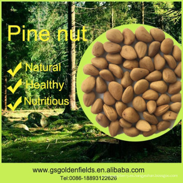 100% nueces de pino naturales nueces de pino silvestre nueces de pino orgánicas núcleos con conchas